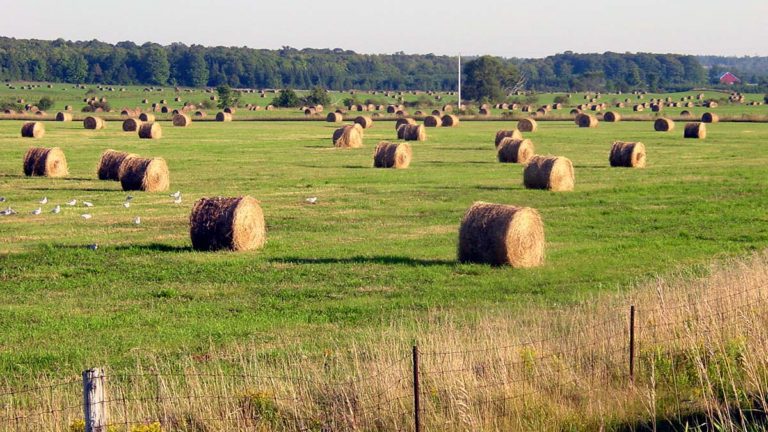 Reducing single use plastics in agriculture not a simple venture