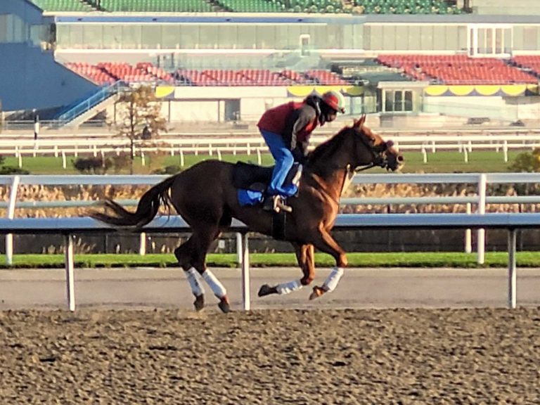 Manitoulin thoroughbred, Clive Cross, sees race debut delayed