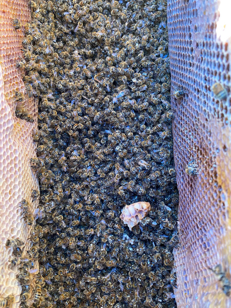 Manitoulin beekeeper sees 90 percent loss, bee post mortems reveal evidence of pesticides