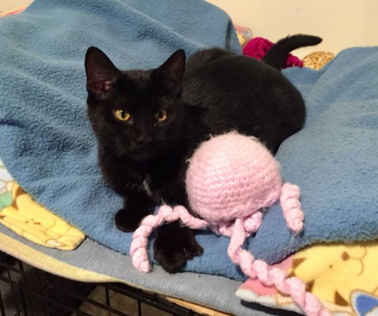 AMBER LYNN is looking for a home