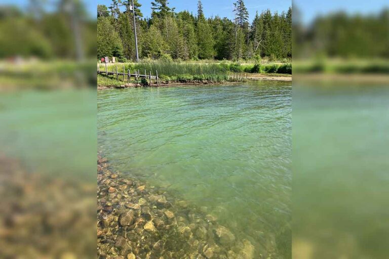 Blue green algae on east shore of Lake Wolsey reported by resident