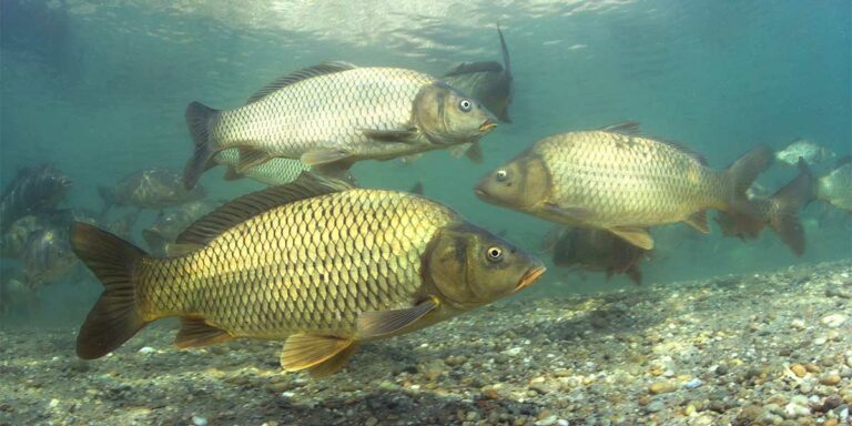 Agreement needed before invasive carp barrier project can go ahead