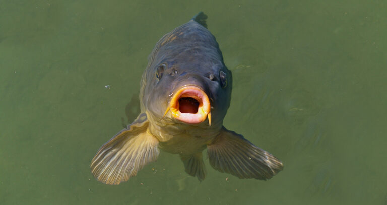 Michigan, Illinois lauded for proposing millions toward invasive carp measures