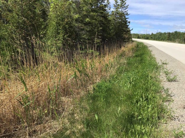 Phragmites working group efforts proving successful on Island