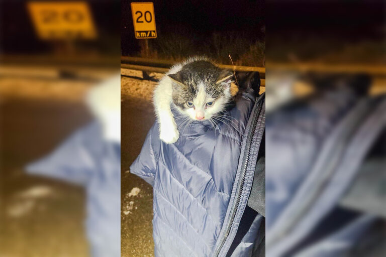 Police and private citizen rescue lost kitten off Manitoulin swing bridge