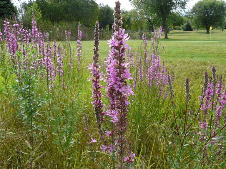 Gore Bay receives funds for invasive purple loosestrife control program