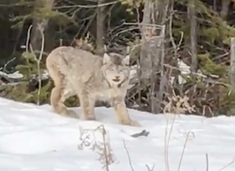 Lynx confirmed on Western Manitoulin