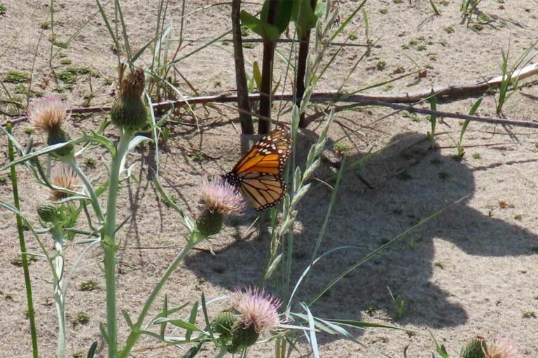 Monarch butterflies are returning to Manitoulin Island in annual migration