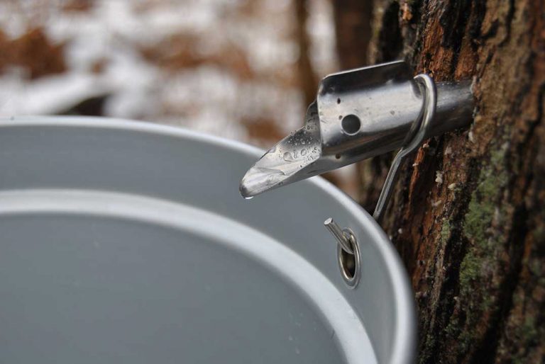 Early season for maple producers