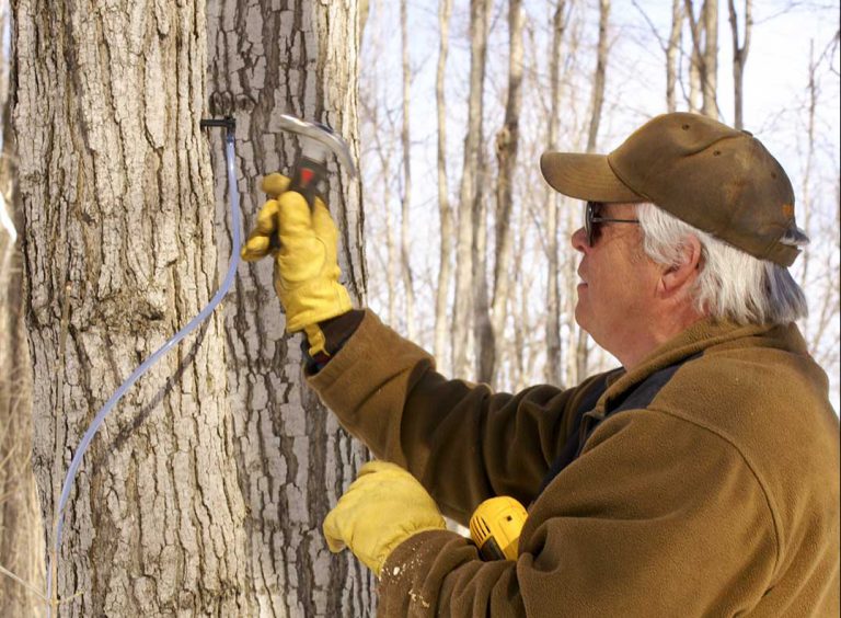 2018 looking to be a banner year for maple syrup