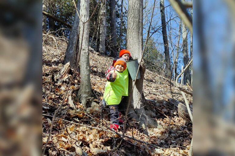 Manitoulin Streams hosts maple tapping event