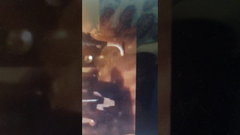 UPDATE: Sudbury Police investigating dog being abused in social media video