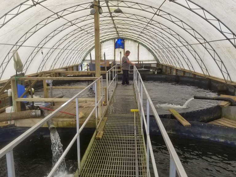 Province announces longer fish farm licences