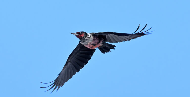 Meriwether the woodpecker continues to make Kagawong his home