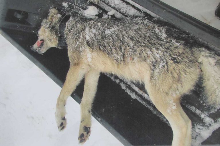 Gray wolf trapped on island found to have travelled from UP to Manitoulin
