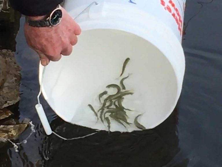 Fish raised by two Island elementary schools planted in local waters