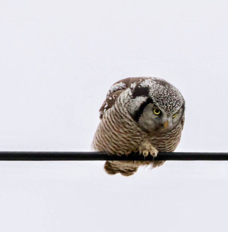 Mindemoya Christmas bird count a testament to a half-century of citizen science