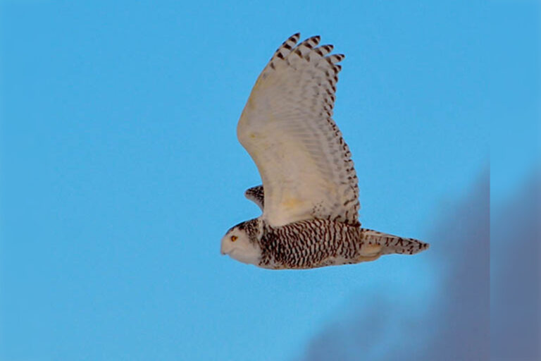 Mindemoya 2024 Christmas bird count continues the Bell family tradition
