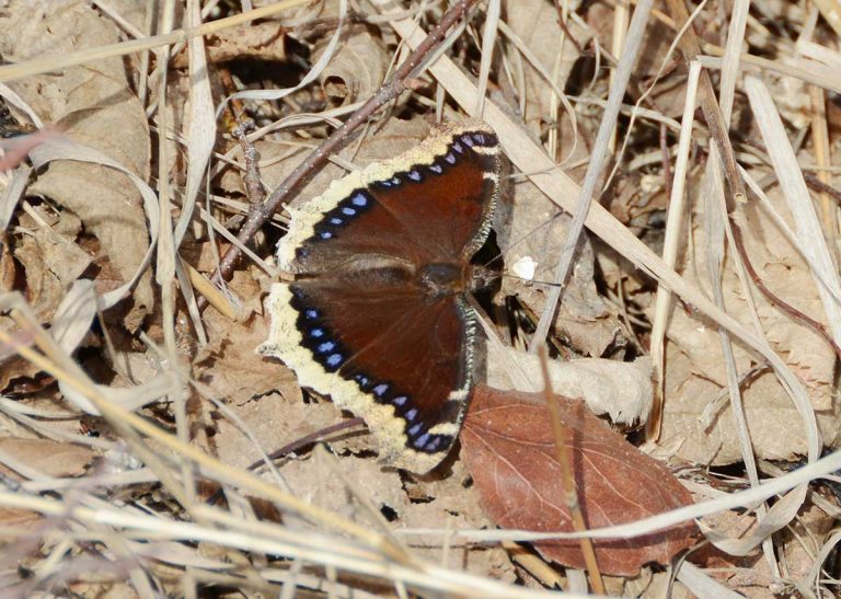 Mourning cloak butterflies are a signal of the arrival of spring