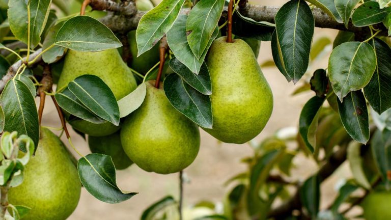 Central Manitoulin PS, MSS funded for ‘healing forests’