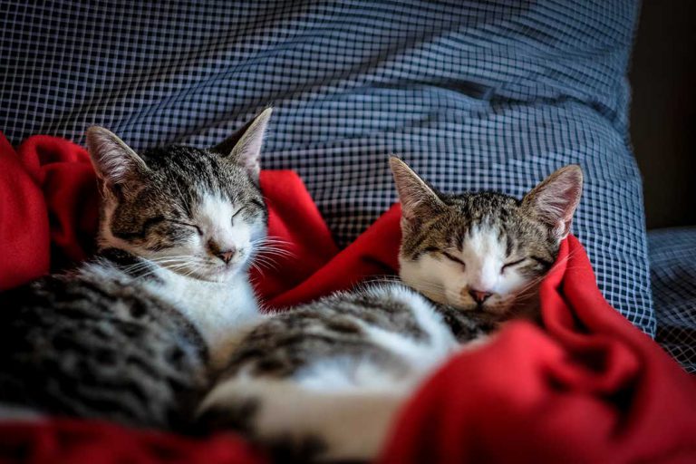 Manitoulin Pet Rescue services extend far beyond rescued strays and helpless abandoned kittens note founders on the organization’s second anniversary