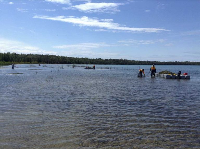 Manitoulin Phragmites Project comes to a close