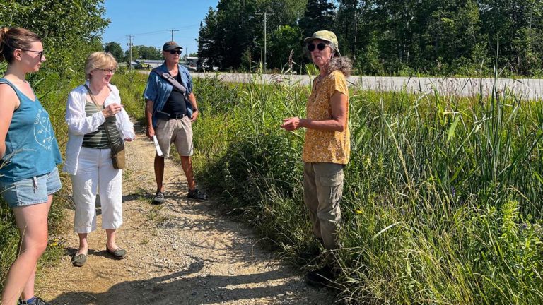 Help control phragmites on Manitoulin