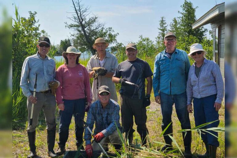 Local group tackles invasive phragmites in Gushy Bay