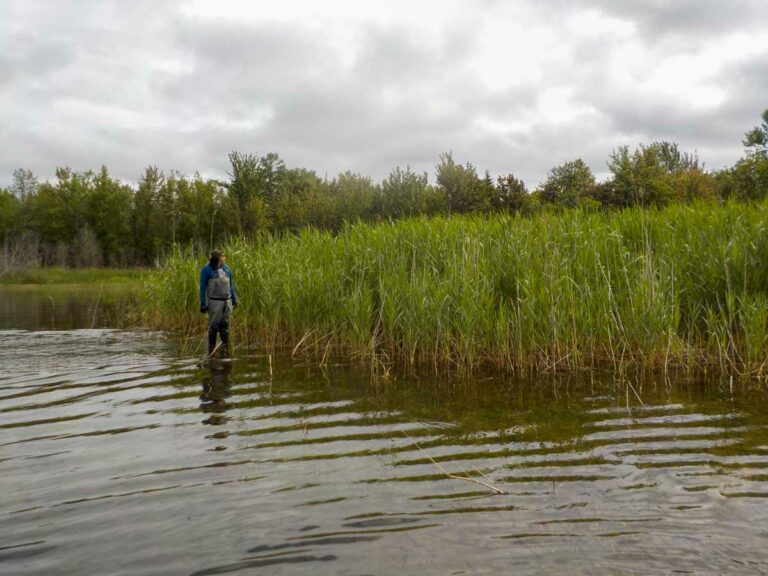 Phragmites project boasts a successful 2023