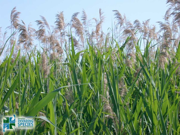 Hunters asked to watch for phragmites