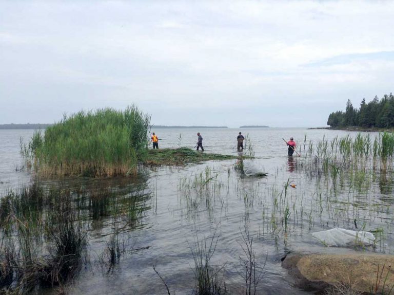 This week marks Phragmites Week
