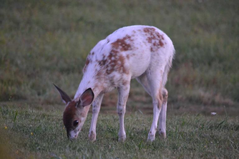 Piebald deer herd makes appearance just outside village of Kagawong