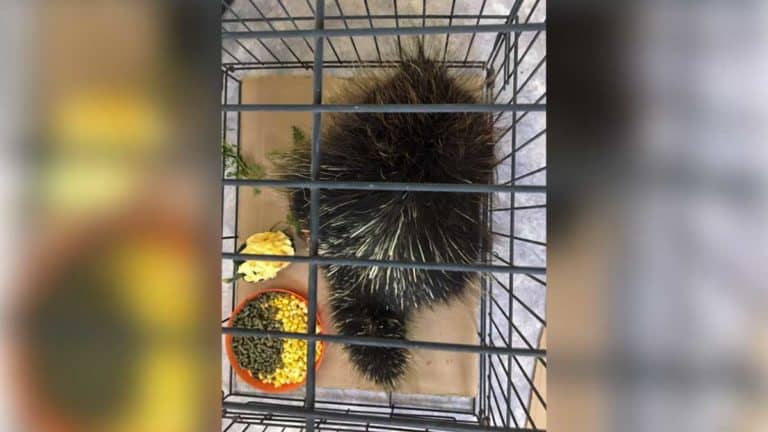 Paws for thought – A Quilled Tail