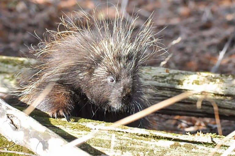 Manitoulin rescuers save, release injured porcupine, Sarah Juniper