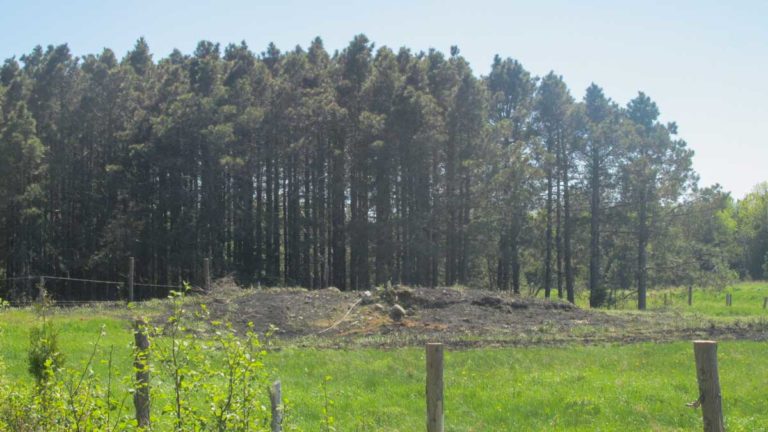 Bush fire could have been much worse with dry conditions, says local fire chief