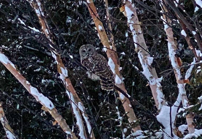 Hungry owls on South Shore attack adults, children and pets