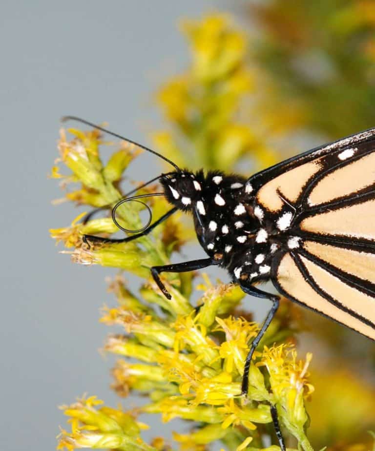 Manitoulin monarch counters  report plummeting numbers