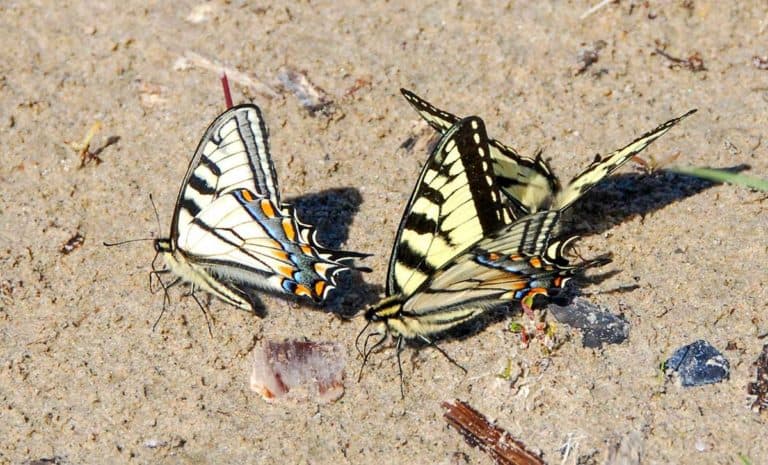 Butterfly ‘puddling’ on Manitoulin Island