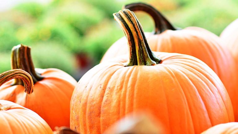 Pumpkin Festival this Saturday at Centennial Museum of Sheguiandah