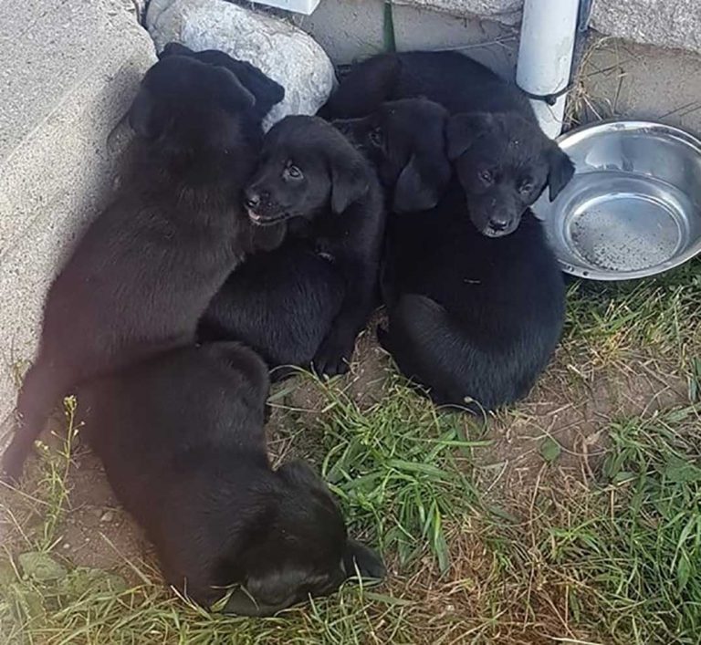 Puppies returned to owner