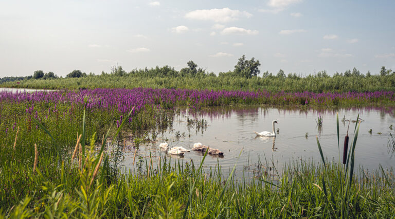 Climate change, invasive species and the Great Lakes