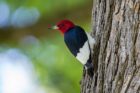 red-headed-woodpecker