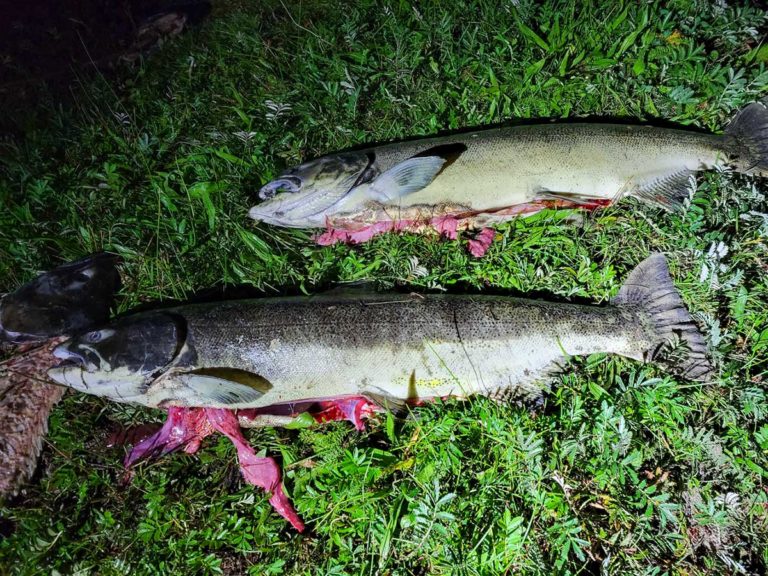 Citizens confront alleged salmon roe poaching duo