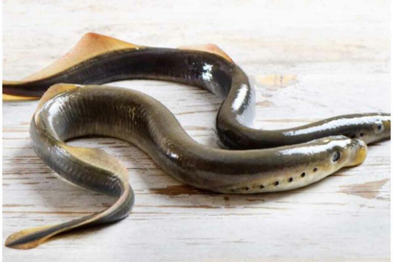 Canada, US pledge to renew Great Lakes lamprey controls