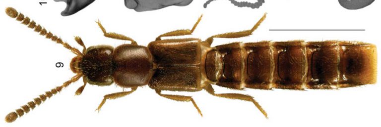 Introducing Apimela canadensis, the Canada 150 beetle
