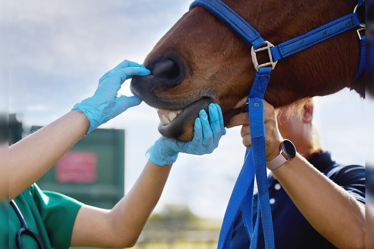 Equine West Nile virus confirmed in region