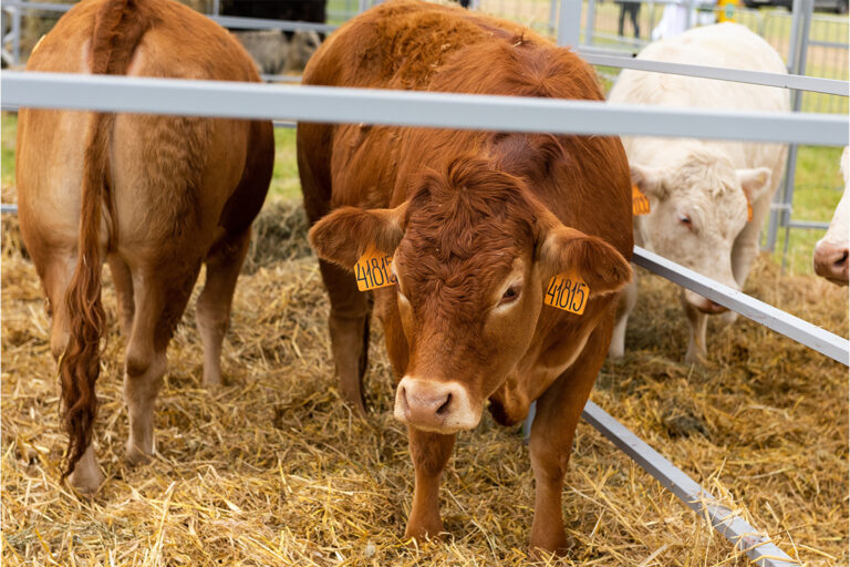 Green Bay farmer learned a hard lesson about cattle safety