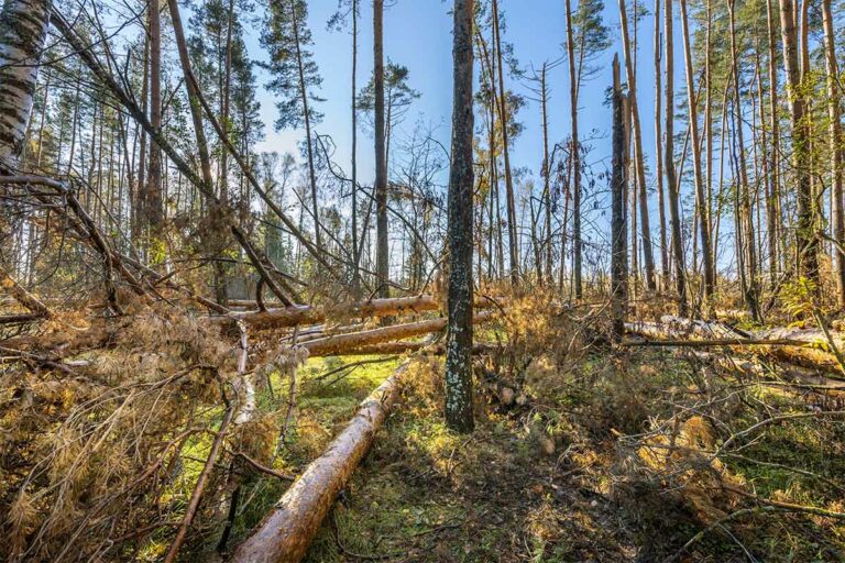 Council approves removal of dead trees from municipal shoreline
