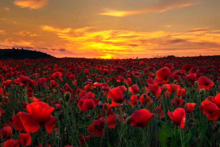 Remembrance Day ceremonies curtailed by COVID-19