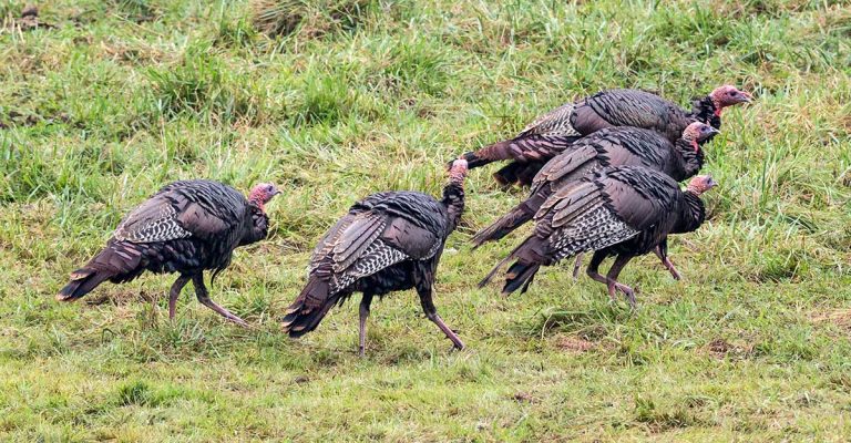 Billings requests ministry relocate wild turkeys